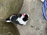 Polly , a female Border Collie and Pembroke Welsh Corgi for sale in Athens, WI – Photo 4 of 10
