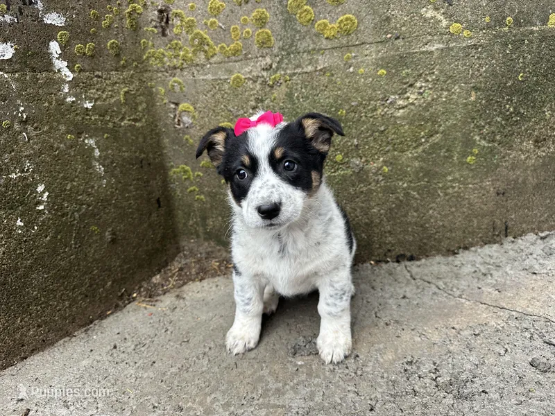 Polly  – Border Collie, Pembroke Welsh Corgi puppy for sale in Athens, WI