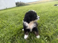 Stormy, a female Bernedoodle for sale in Athens, WI – 4 of 10