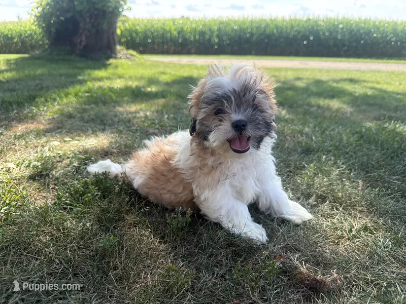 Browny – Bichon Frise, Shih Tzu puppy for sale in Athens, WI