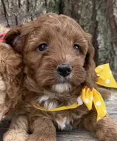 Gavin, a male Cavapoo for sale in Athens, WI – 3 of 10
