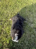 Tango, a male Bernedoodle for sale in Athens, WI – 5 of 10