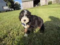 Tango, a male Bernedoodle for sale in Athens, WI – 6 of 10