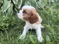 AKC Beatrice, a female Cavalier King Charles Spaniel for sale in Athens, WI – 6 of 10