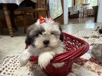 Stripes, a female Shih Tzu for sale in Athens, WI – 5 of 10