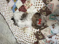 Stripes, a female Shih Tzu for sale in Athens, WI – 8 of 10