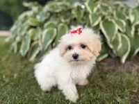Carrie, a female Maltipoo for sale in Athens, WI – 7 of 10