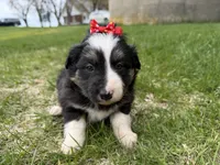Zoey, a female Australian Shepherd and Border Collie for sale in Athens, WI – 5 of 10
