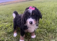 Sable, a female Bernedoodle for sale in Athens, WI – 2 of 10