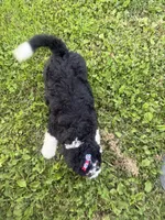 Skye, a female Bernedoodle for sale in Athens, WI – 7 of 10
