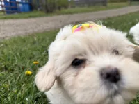 Lynn, a female Poodle - Miniature  and Mal Shi for sale in Athens, WI – 2 of 10