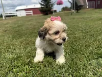 Julie, a female Bichon Frise and Shih Tzu for sale in Athens, WI – 6 of 10