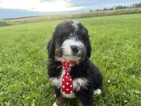 Stone, a male Bernedoodle for sale in Athens, WI – 2 of 10