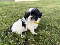 Danny, a male Bichon Frise and Shih Tzu for sale in Athens, WI – 8 of 10