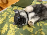 Vivian, a female Pomsky for sale in Athens, WI – 5 of 9