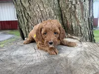 Gavin, a male Cavapoo for sale in Athens, WI – 5 of 10