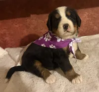 AKC Violet, a female Bernese Mountain Dog for sale in Athens, WI – 2 of 10