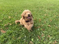 Shep, a male Miniature Goldendoodle for sale in Athens, WI – 9 of 10