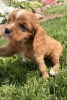 Savanna , a female Cavalier King Charles Spaniel for sale in Athens, WI – 3 of 9
