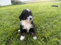 Stormy, a female Bernedoodle for sale in Athens, WI – 2 of 10