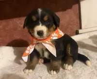 AKC Vada, a female Bernese Mountain Dog for sale in Athens, WI – 1 of 10