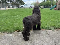 AKC Mike, a male Cocker Spaniel for sale in Athens, WI – 4 of 10