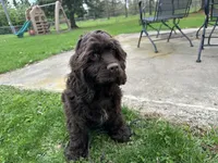 AKC Mike, a male Cocker Spaniel for sale in Athens, WI – 1 of 10