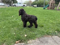 AKC Mike, a male Cocker Spaniel for sale in Athens, WI – 6 of 10