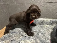 processed/460a9d35-d76f-407e-a50e-0be859d61cc8/listing/4a7b9197-cafa-4c44-a179-aecfe47574b7/5b0da755-6735-4366-831d-d3ffa91a473b