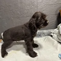 AKC Mike, a male Cocker Spaniel for sale in Athens, WI – Photo 6 of 10