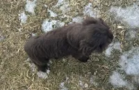 AKC Mike, a male Cocker Spaniel for sale in Athens, WI – Photo 4 of 10