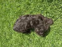AKC Mike, a male Cocker Spaniel for sale in Athens, WI – 5 of 10