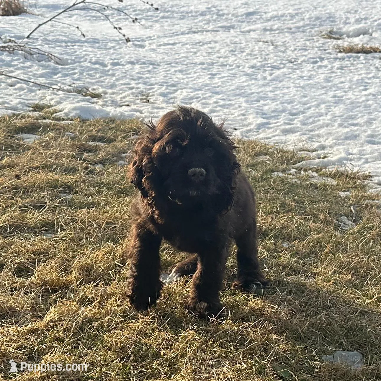 AKC Mike, a male Cocker Spaniel for sale in Athens, WI – Photo 3 of 10