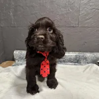 AKC Mike, a male Cocker Spaniel for sale in Athens, WI – Photo 5 of 10