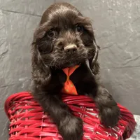 AKC Mike, a male Cocker Spaniel for sale in Athens, WI – Photo 7 of 10
