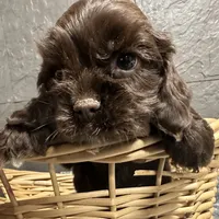 AKC Mike, a male Cocker Spaniel for sale in Athens, WI – Photo 10 of 10