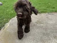 AKC Mike, a male Cocker Spaniel for sale in Athens, WI – 3 of 10