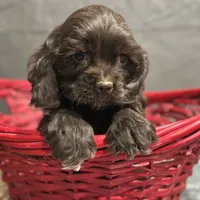AKC Mike, a male Cocker Spaniel for sale in Athens, WI – Photo 9 of 10