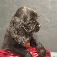 AKC Mike, a male Cocker Spaniel for sale in Athens, WI – Photo 8 of 10