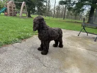 AKC Mike, a male Cocker Spaniel for sale in Athens, WI – 2 of 10