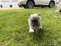 Victor , a male Pomsky for sale in Athens, WI – 8 of 9