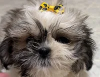 Stars, a female Shih Tzu for sale in Athens, WI – 6 of 10
