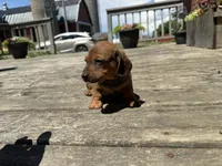 Quincy , a male Miniature Dachshund for sale in Athens, WI – 5 of 10