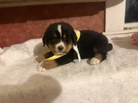 AKC Vern, a male Bernese Mountain Dog for sale in Athens, WI – 9 of 10