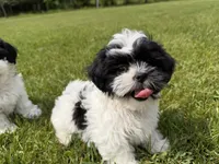 Jo, a female Bichon Frise and Shih Tzu for sale in Athens, WI – 7 of 10