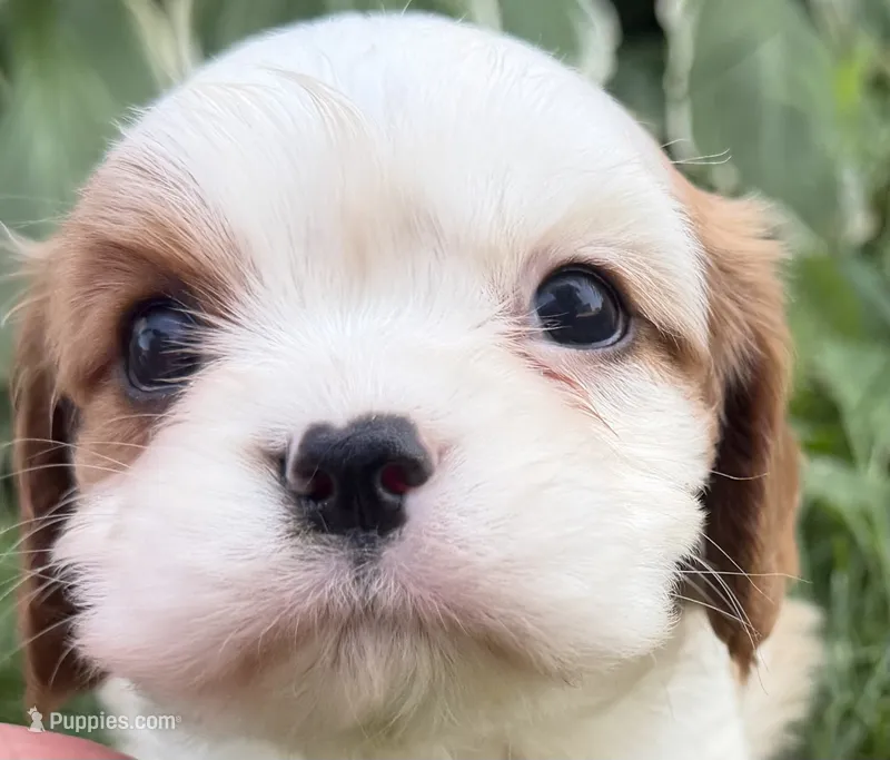 AKC Baxter – Cavalier King Charles Spaniel puppy for sale in Athens, WI