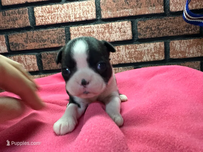 Pyper – Boston Terrier puppy for sale in Athens, WI