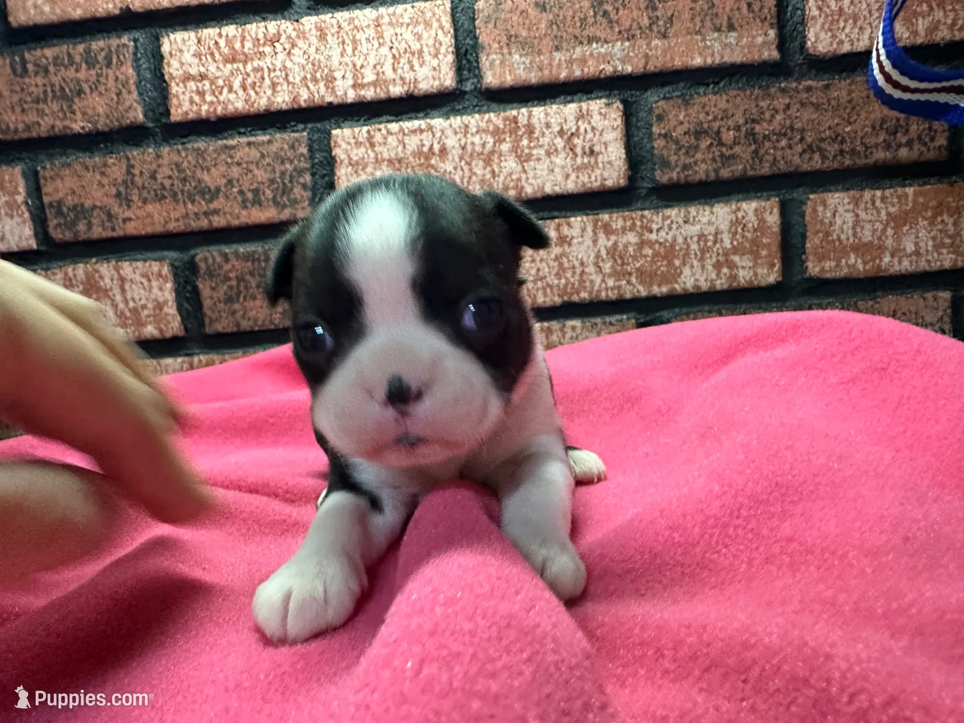 Pyper, a female Boston Terrier for sale in Athens, WI – 1 of 3