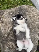 Vince, a male Pomsky for sale in Athens, WI – 10 of 10