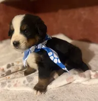 AKC Vinnie, a male Bernese Mountain Dog for sale in Athens, WI – 5 of 10